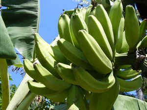 Banane - Quelle: Andrew Finegan, CC BY 2.0 (http://www.flickr.com/photos/12938647@N00/)