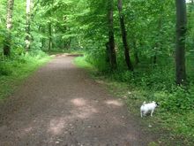 Wald - Quelle: by Leslie Oppatja (http://www.facebook.com/pages/LO-Personaltraining/129428543799464?fref=ts)